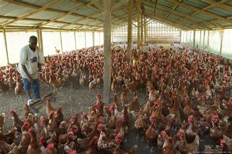 Quick View of Poultry Farming in 10 Developing Countries – The Poultry ...