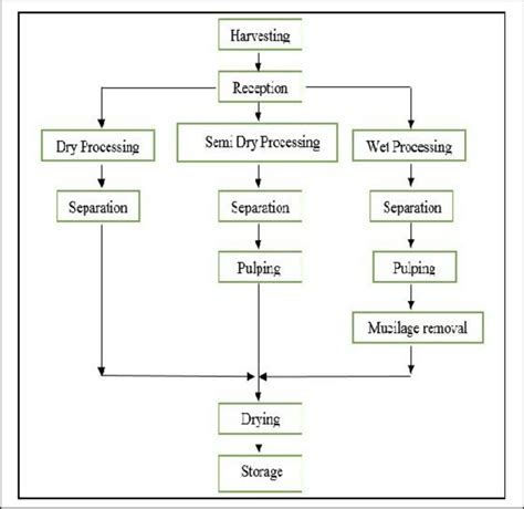 Types Of Coffee Processing