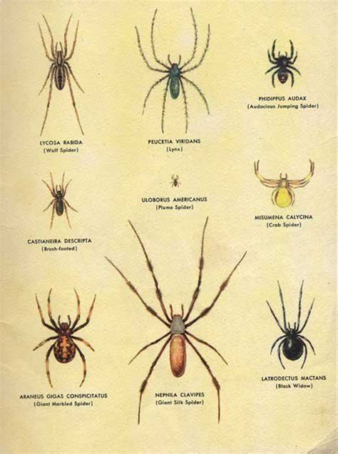 Terribly Helpful: How To Identify Household Pests | Spider, Types of spiders, Household pests