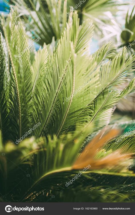 Beautiful Cycas palm leaves Stock Photo by ©Keola 162163960