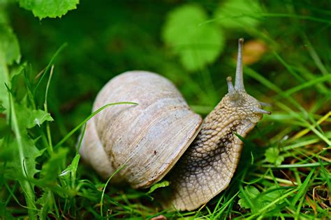 Are Snails Dangerous? (Our Warning!) | Pests Banned