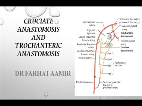 Cruciate Anastomosis Diagram