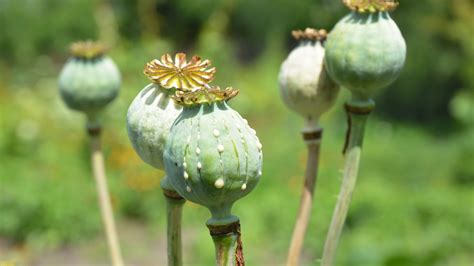 L'histoire de l'opium | Dessine-moi un dimanche