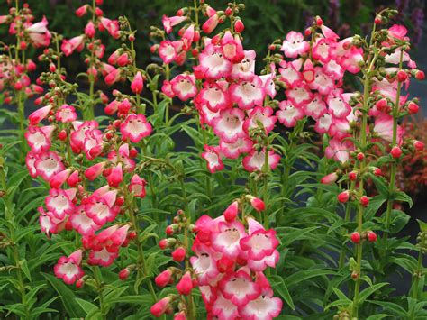 How to Grow and Care for Penstemon - World of Flowering Plants