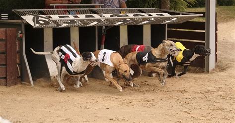 Irish Greyhound Board profits down half to €1.6m – The Irish Times