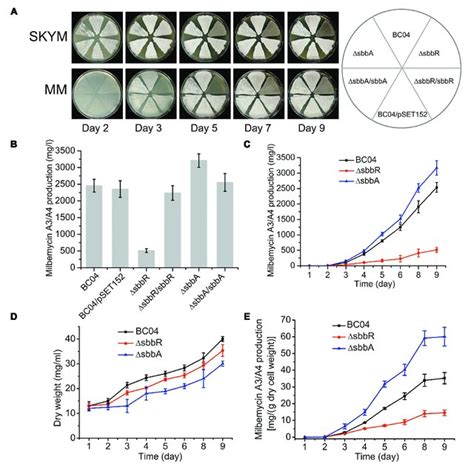 | Effects of sbbR and sbbA on sporulation, milbemycin production, and... | Download Scientific ...