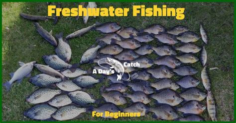 Freshwater Fishing Tips for Beginne’s | A Day's Catch