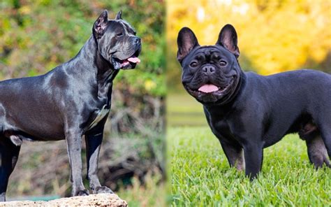 Cane Corso French Bulldog Mix: Info, Pictures, Traits, & Facts | Hepper