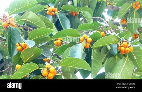 Banyan fruit Stock Videos & Footage - HD and 4K Video Clips - Alamy