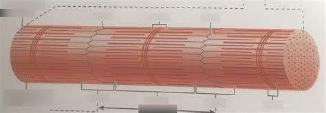 Myofibril Diagram | Quizlet