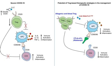 Figure Legend: FIGURE 1. Potential of regulatory T cell (Treg)-based ...