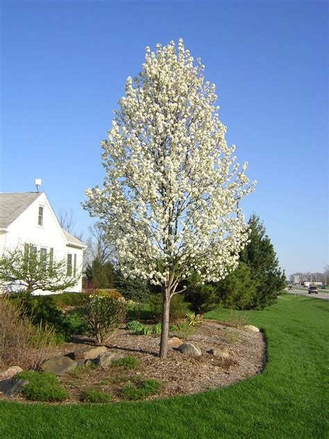 Pear Cleveland Select - Trees - Live Goods | Flowering pear tree, Ornamental pear tree, Bradford ...