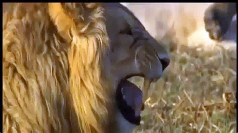 Lion vs Jaguar Fight | Animal Attacks Lion and Jaguar - video Dailymotion