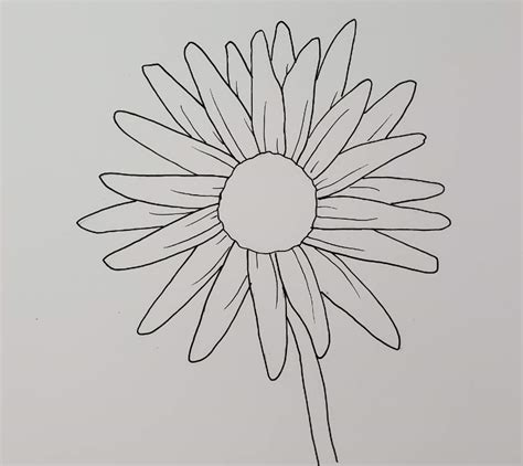 Daisy Flower Drawing Easy Step By | Best Flower Site