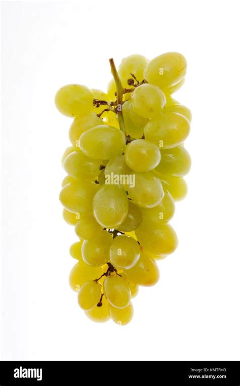 Green grape bunch on white background, Racimo de uva verde sobre fondo blanco Stock Photo - Alamy