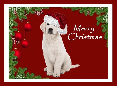 Christmas Puppy Dog Card Free Stock Photo - Public Domain Pictures