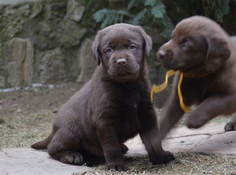 Vanzari caini de rasa Labrador Retriever, catei Labrador ciocolatii de ...