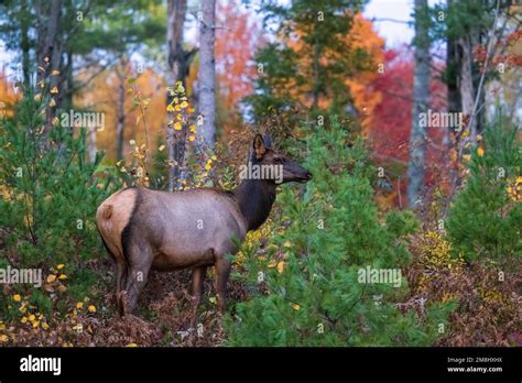 Cow elk in Clam Lake, Wisconsin Stock Photo - Alamy