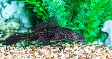 Giant Aquarium Plecostomus