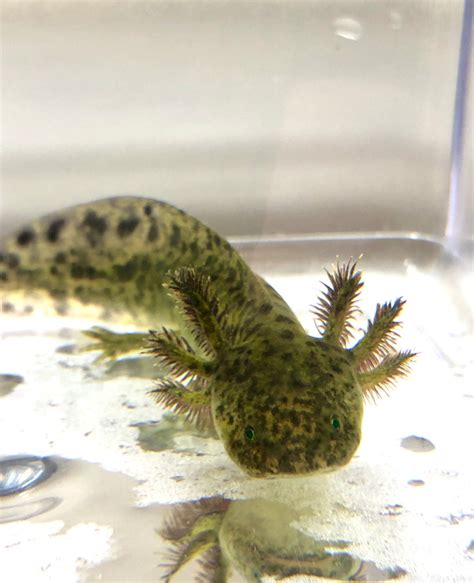 Green GFP Wild Type Axolotl #1 – Ivy's Axolotls - Quality Pet Axolotls Since 2018