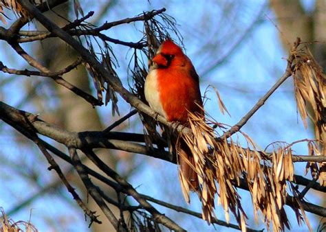 The Animal Kingdom's Most Fascinatingly Bizarre Color Mutations