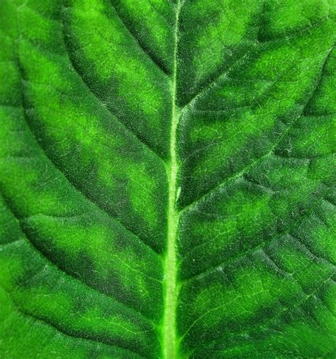 green_leaf_texture Free Photo Download | FreeImages