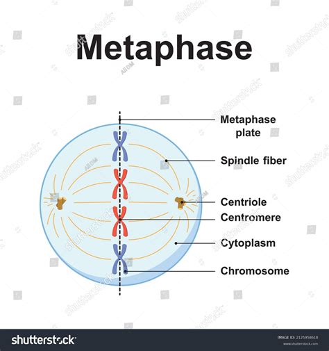 Mitosis Metaphase