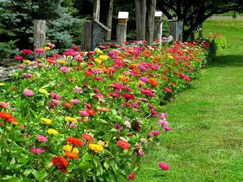 This man planted 500 zinnias. I want a row like that in 2016.. | Summer flowers garden, Zinnia ...