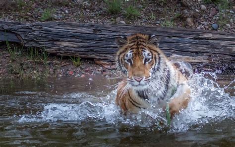 Let's Go Swimming! Tigers love the water. www.sandybrooks.smugmug.com ...