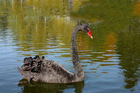 Black Swan on the Lake, Looks at His Reflection in the Water. Stock ...