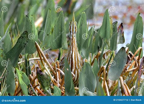 American Bittern (Botaurus Lentiginosus) Hiding in Pickerel Weed ...