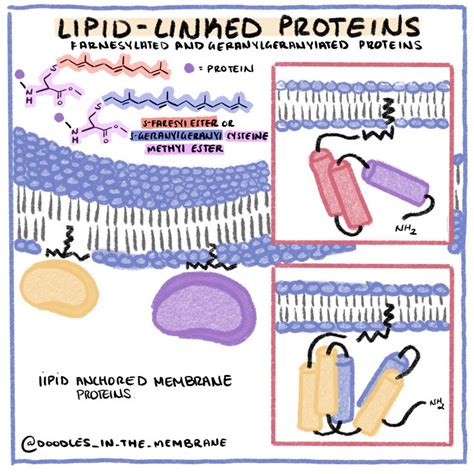 Biochemistry Infographic: Lipid Anchored Proteins in 2020 | Biology ...