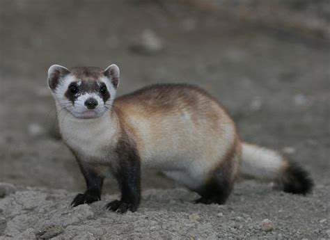 Black-footed ferret - Wikipedia