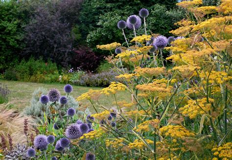 Share my Garden: Late summer flowers