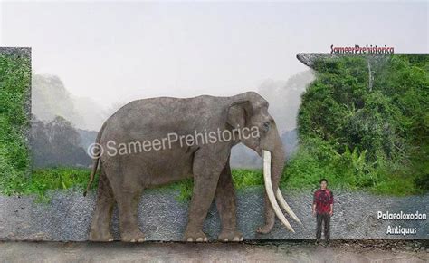 Palaeoloxodon Antiquus Size by SameerPrehistorica on DeviantArt