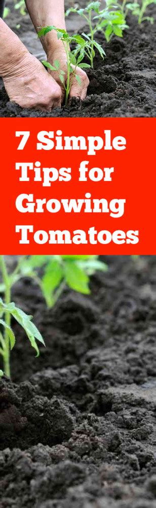 7 Simple Tips for Growing Tomatoes ~ Bless My Weeds