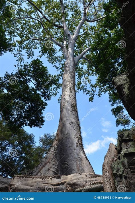 Giant banyan tree stock image. Image of siem, reap, prohm - 48738935