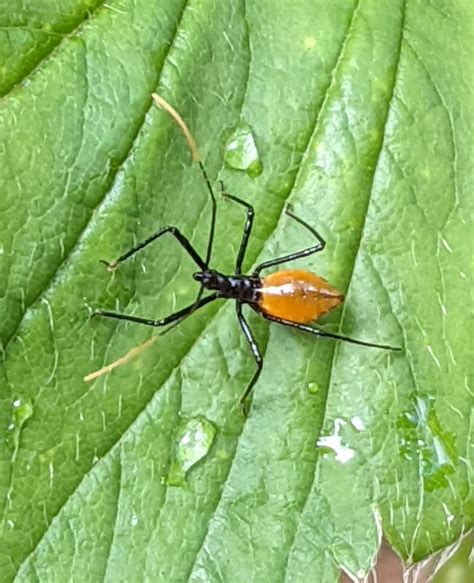 Thought it was a spider at first, on a strawberry plant in Sydney ...