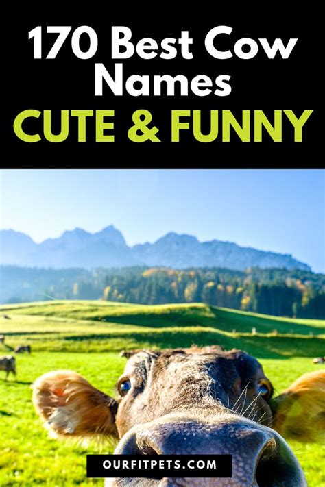 170 Best Cow Names - Cute & Funny | Our Fit Pets | Cow names, Pet names, Cows funny