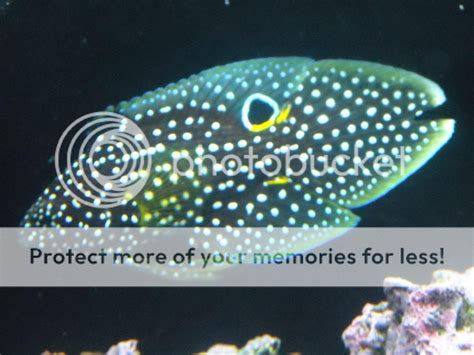 coolest fish ever!!! | Saltwaterfish.com Forums for Fish Lovers!