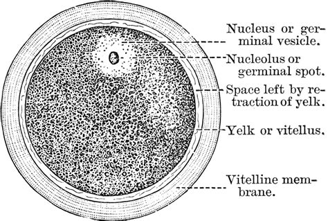 A Diagram of the Human Ovum | ClipArt ETC