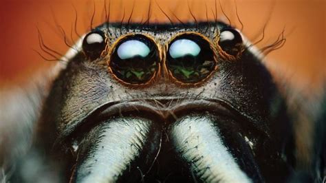 macro jumper | Macro photography insects, Insect eyes, Macro photos