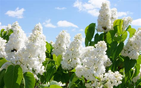 The beautiful white lilac is blooming