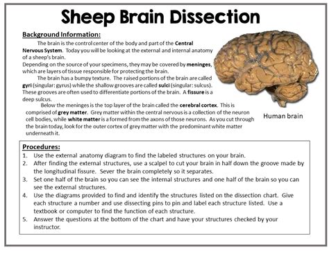 Sheep Brain Dissection Lab - Suburban Science