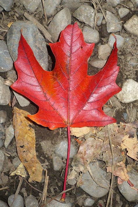 Fall at Parc National du Mont St-Bruno | Nature canadian Fla… | Flickr