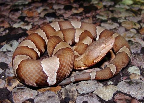 Carpet Viper Snake Facts - Carpet Vidalondon