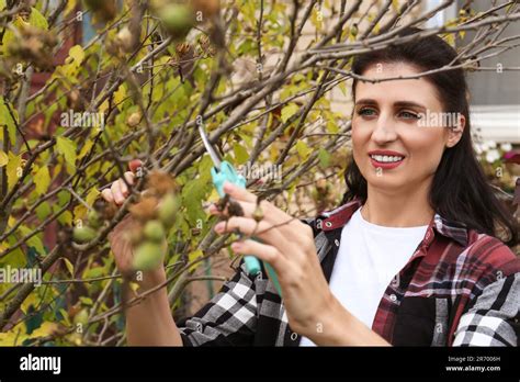 Woman pruning tree branch by secateurs in garden, closeup Stock Photo - Alamy