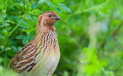 Coturnix Quail Farming: Tips For Smooth Quailing - Backyard Poultry