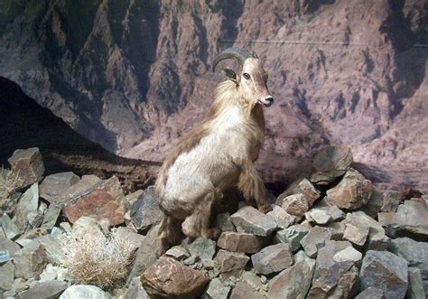 Tahr arabský - Wikiwand