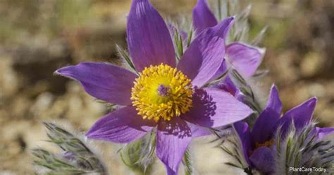 Pasque Flower Care: How To Grow Pulsatilla Vulgaris